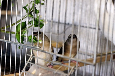 pullus