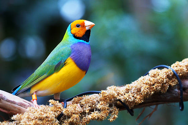 maschio testa arancio petto viola (prelevata dalla rete)
